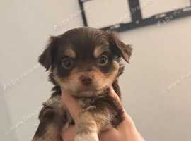 Chihuahuas