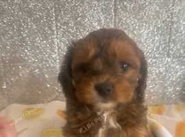 Shihpoo puppies two beautiful boys ready to go on may 4th