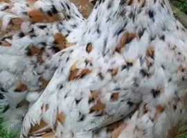 2 pekin bantam hens