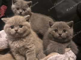 British Shorthair Kittens For Sale