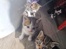 Kittens for sale ready to go to good home