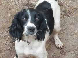 English Springer Spaniels Puppies and Dogs for sale in Chesterfield ...