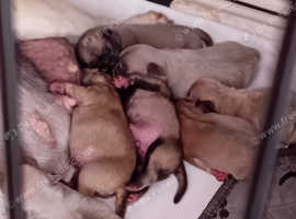7 Frug puppies for sale ready in 9 weeks