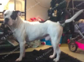 Italian Mastiff For Stud Only