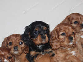 Cavalier King Charles Spaniel KC puppies