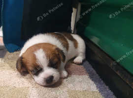 Beautiful Sporting Lucas x Norfolk Terrier girl