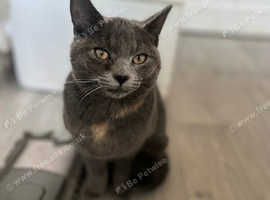 Chartreuse cat 2 month old