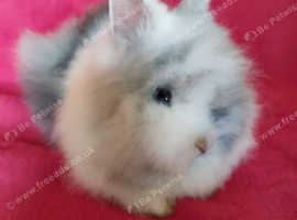 Gorgeous Double Maned Lionhead Baby Boy
