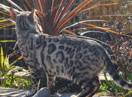 Beautiful silver female