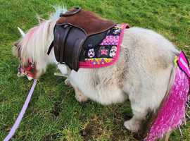 Adorable 6-Year-Old Shetland Mare - Sweet, Sturdy & Ready for Her Next Adventure!