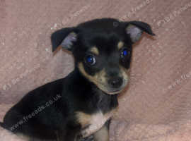 3 beautiful chihuahua puppies