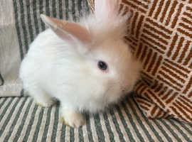 7 beautiful Lionhead babies
