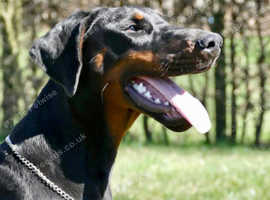 REHOME - DOBERMANN FEMALE