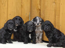Stunning Cockerlierpoo puppies for sale