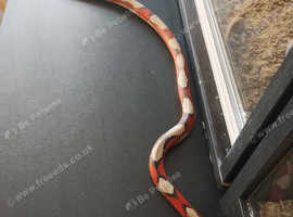 Stuart's milk snake