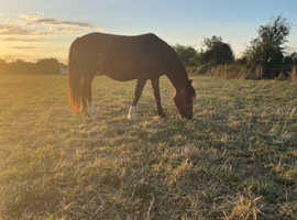 13.2hh 16yr old
