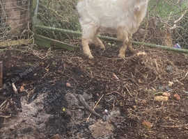 Female sheep