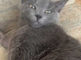 6 month old male russian blue kitten