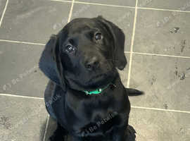 Springer x Labrador puppies