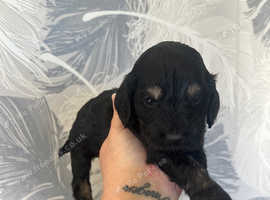 F1 cockapoo puppies