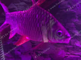 Barb lemon fin