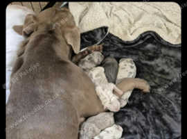 Puppies for sale