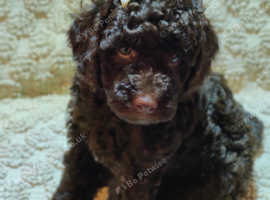 Chocolate miniature poodles puppies