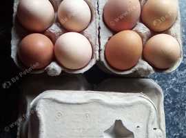 Free range eggs for sale