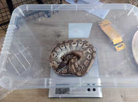 Royal pythons for sale