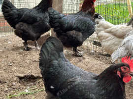 Copper black Maran hens