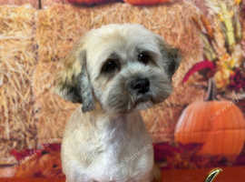 Lhasa apso Adult Female
