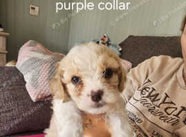 4 cavachons