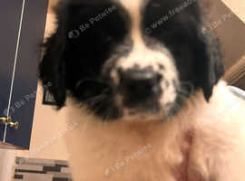 Newfoundland/st Bernard