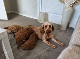 Cockapoo puppies