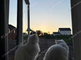 2 lovely sisters looking for a new home