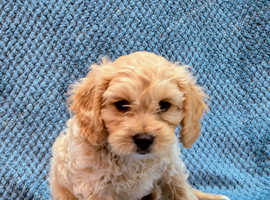 1 Cavachon Boy looking for home
