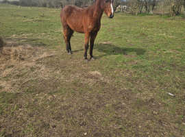 Alfie