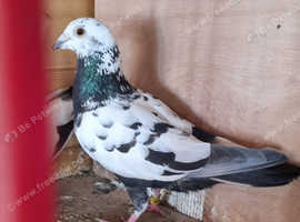 Coloured racers pigeons for sale