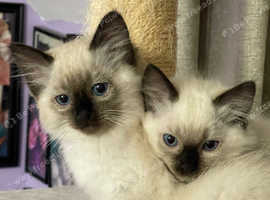 6th Gen* Purebreed Ragdoll Kittens GCCF & TICA