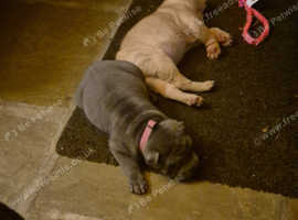 Shar pups looking for forever home