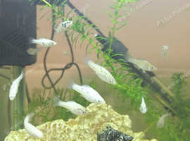 Sailfin mollys