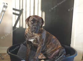 Female Cane Corso