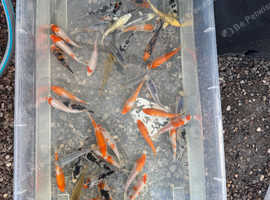 Koi need rehoming