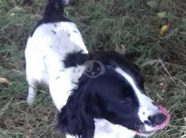 English Springer Spaniel Dogs Puppies For Sale Rehome In St