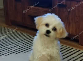 Cavachon x maltese