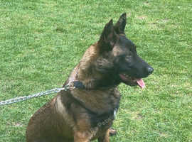 7 months old Belgium malinios