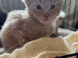 Full breed maine coon kittens