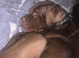 Beautiful puppy looking for new home