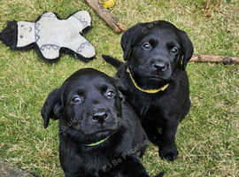 Labrador Retriever puppies for sale