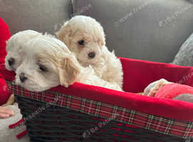 Bison 7 weeks girls